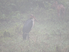 Leptoptilos javanicus