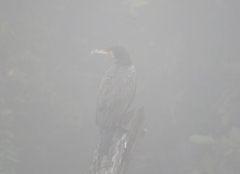 Phalacrocorax carbo