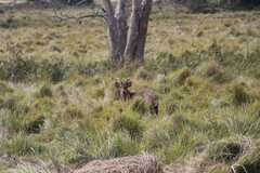 Axis porcinus