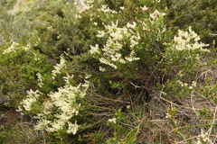 Gaultheria crassa