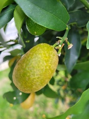 Citrus japonica