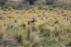 Axis porcinus