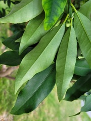 Citrus japonica