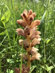 Orobanche caryophyllacea
