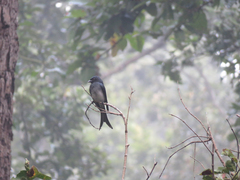 Dicrurus caerulescens