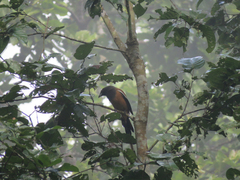 Dendrocitta vagabunda