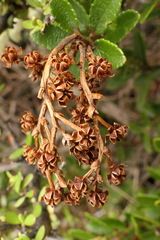 Gaultheria crassa