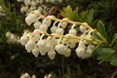 Gaultheria crassa