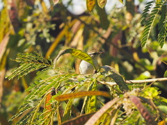 Phylloscopus inornatus