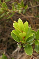 Gaultheria crassa