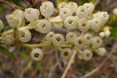 Gaultheria crassa