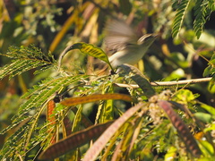 Phylloscopus inornatus