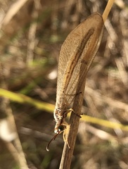 Myrmecaelurus trigrammus