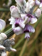 Carmichaelia crassicaulis