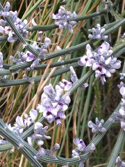 Carmichaelia crassicaulis