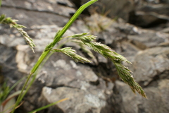 Poa novae-zelandiae
