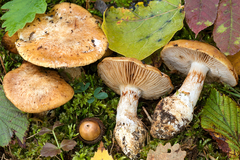 Cortinarius polymorphus