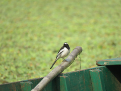 Motacilla maderaspatensis