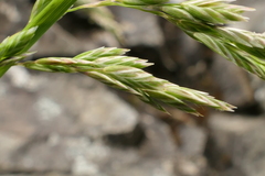 Poa novae-zelandiae