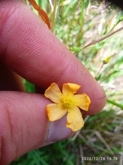 Hypericum involutum