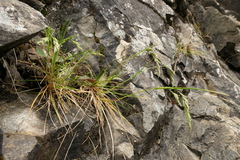 Poa novae-zelandiae