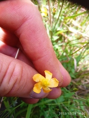 Hypericum involutum