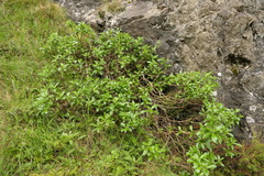 Traversia baccharoides