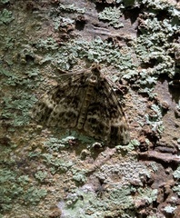 Pseudocoremia indistincta