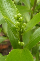 Traversia baccharoides