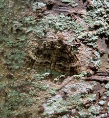 Pseudocoremia indistincta