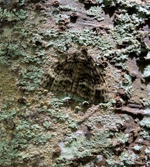 Pseudocoremia indistincta