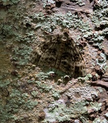 Pseudocoremia indistincta