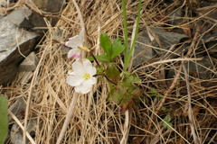 Epilobium chlorifolium
