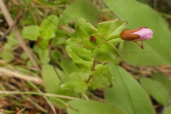 Epilobium chlorifolium