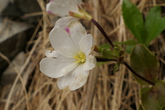 Epilobium chlorifolium