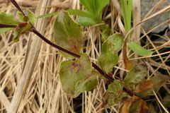 Epilobium chlorifolium