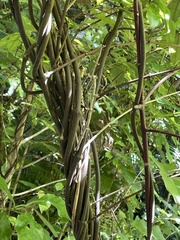 Ripogonum scandens
