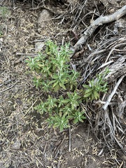 Pseudognaphalium biolettii