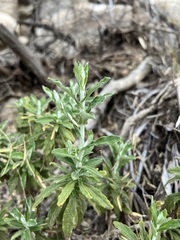 Pseudognaphalium biolettii