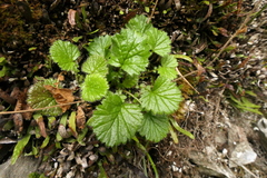 Geum cockaynei
