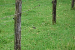 Rhipidura fuliginosa placabilis