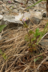 Epilobium chlorifolium