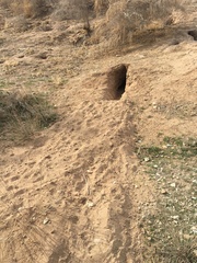 Vulpes vulpes flavescens