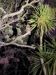 Ninox novaeseelandiae