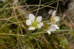 Geum cockaynei