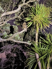 Ninox novaeseelandiae