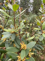 Persoonia levis