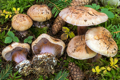 Cortinarius haasii