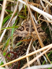 Hydriomena deltoidata