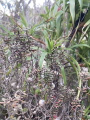 Leptospermum lanigerum